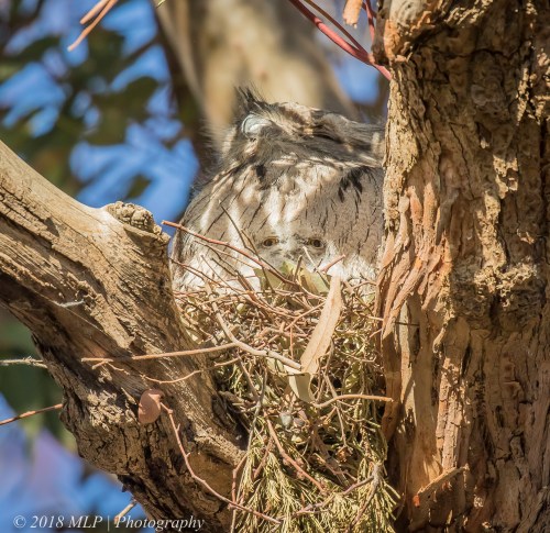 Tawny Frogmouth and chick, Elsternwick Park North, Elsternwick, Vic
