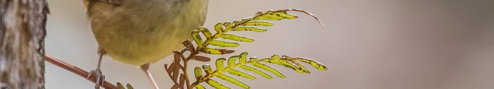 White-browed Scrubwren, Greens Bush, Mornington Peninsula National Park, Vic