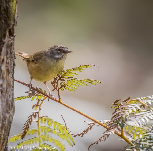 White-browed Scrubwren, Greens Bush, Mornington Peninsula National Park, Vic