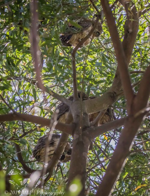 Southern Boobook family, Greens Bush, Mornington Peninsula National Park, Vic