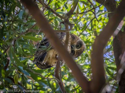 Southern Boobook, Greens Bush, Mornington Peninsula National Park, Vic
