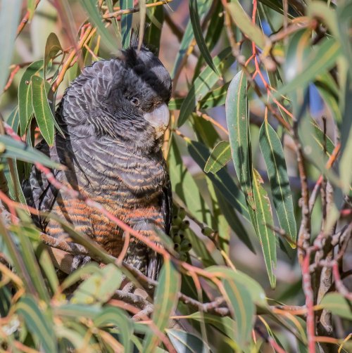 Gang-gang Cockatoo, Elster Creek, Elsternwick, Vic