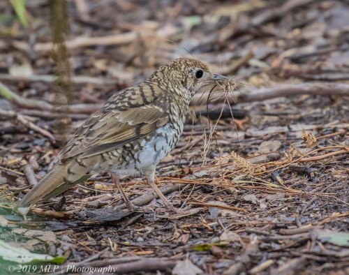 Bassian Thrush, Greens Bush, Mornington Peninsula National Park, Vic