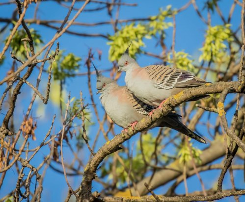 Crested Pigeons, Elster Creek, Elsternwick, Vic