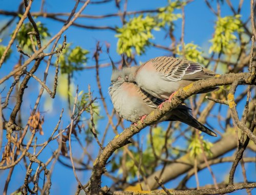 Crested Pigeons, Elster Creek, Elsternwick, Vic