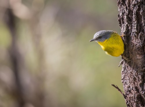Eastern Yellow Robin, Moorooduc Quarry, Mt Eliza, Vic