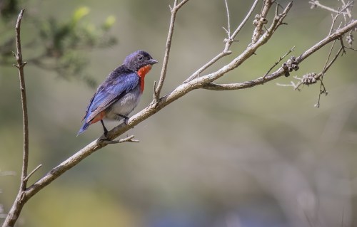 Mistletoebird, Moorooduc Quarry, Mt Eliza, Vic