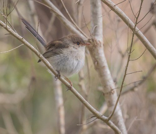 Superb Fairy-wren, Moorooduc Quarry, Mt Eliza, Vic
