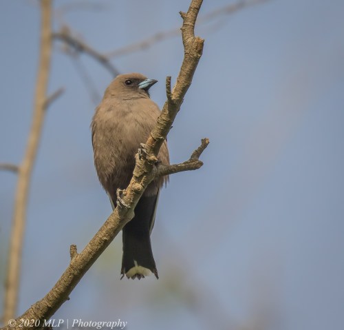 Dusky Woodswallow, Willowind Farm, Moorooduc, Vic
