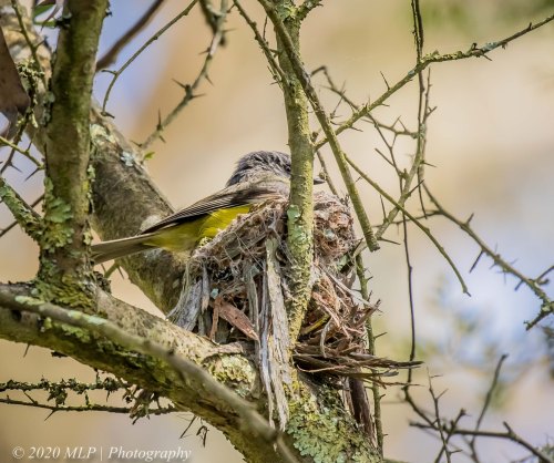Eastern Yellow Robin, Greens Bush, Mornington Peninsula National Park, Vic