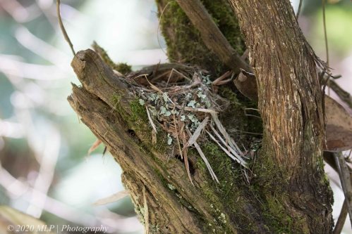Eastern Yellow Robin nest 2 Greens Bush, Mornington Peninsula National Park, Vic,
