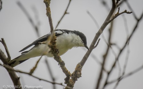 White-winged Triller, Willowind Farm, Moorooduc, Vic