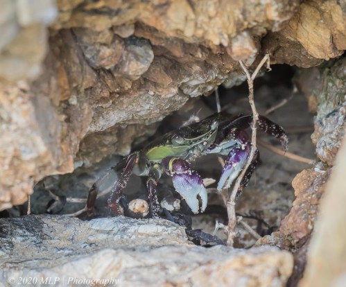 Swift-footed Crab, Bastian Point, Mallacoota, Vic