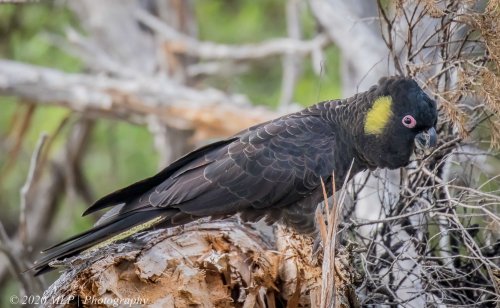 Yellow-tailed Black-cockatoo, Bastion Point, Mallacoota, Vic