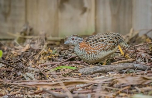 Painted Buttonquail, Barkly Street, Elwood, Victoria