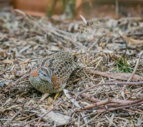 Painted Buttonquail, Barkly Street, Elwood, Victoria