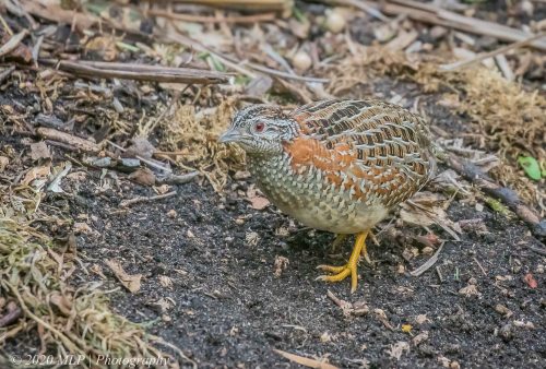 Painted Buttonquail, Barkly Street, Elwood, Victoria