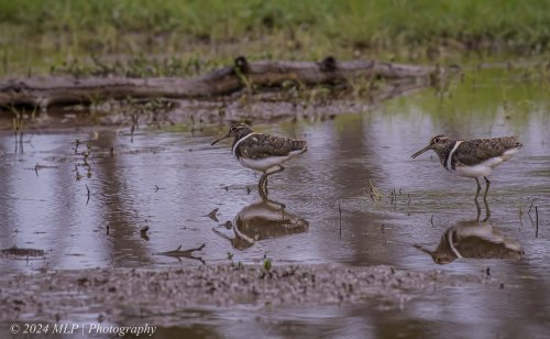 Australian Painted Snipe, Bells Swamp, Mt Alexander, Vic