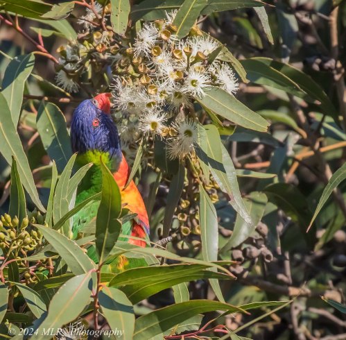 Rainbow Lorikeet, Elwood, Vic, June 2021