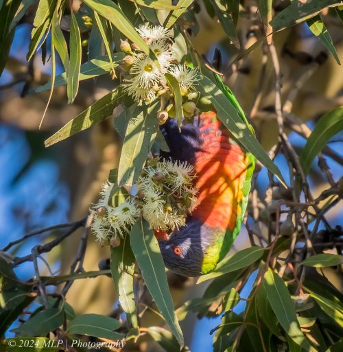 Rainbow Lorikeet, Elwood, Vic, June 2021