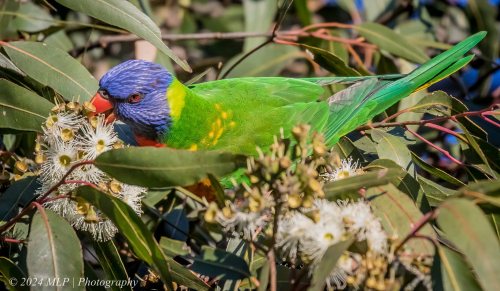 Rainbow Lorikeet, Elwood, Vic, June 2021