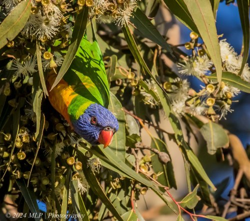 Rainbow Lorikeet, Elwood, Vic, June 2021