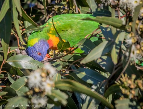 Rainbow Lorikeet, Elwood, Vic, June 2021