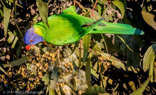 Rainbow Lorikeet, Elwood, Vic, June 2021